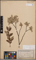 Foto von Salix cinerea L. x Salix lapponum L.